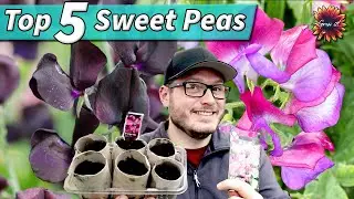 My Top 5 Sweet Pea Varieties To Sow Now! Fantastic Summer Flowers In So Many Colours #gardening