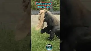 Undercover Great Ape #disguise #runninggame