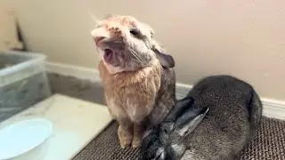Is That a Pokemon? Bunny Looks Like Pika and Pokemon!🐰🤣
