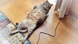 朝ごはん前、5匹の猫の反応が違いすぎる【保護猫・元野良猫ピースケ】