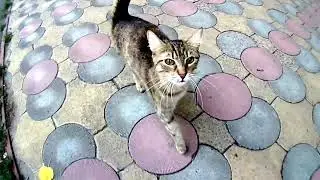 Cool in autumn Cat asks for food 2024