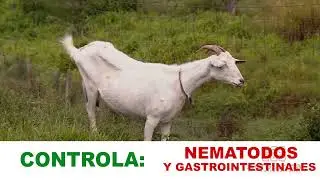 OESTRUS OVIS
