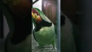 #raw #whatsappstatus #green #greenparrot #mitho