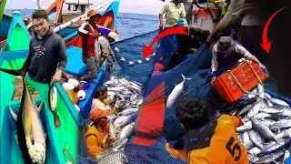 Keahlian Mancing Tuna Sirip Biru Raksasa Yang Menakjubkan, Menangkap Tuna Di Kawanan Ikan Cakalang