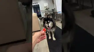 The MOST husky food review #husky #huskies #funnydogs