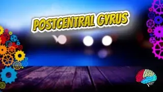 Postcentral gyrus - Know It ALL 🔊✅