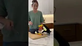 Toucan vs cake prank 😂😂😂 #shorts