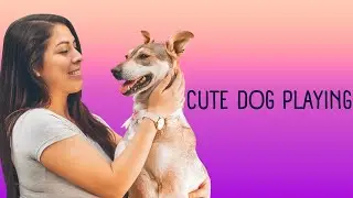 Cute Dogs getting  a hug by their owners animals compilation 2018 sweet and lovely