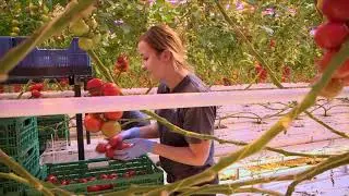 Wim Peters van Tomatenkwekerij Wim Peters vertelt over de Tuinbouw Ondernemersprijs