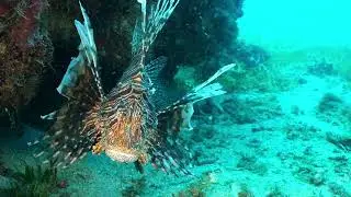 Antennaire Plongée à Deshaies, voyage-france-guadeloupe.com