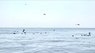 8.5 Hours Ocean Ambience with Seagulls | Calm Sea and Bird Sounds for Focus & Relaxation