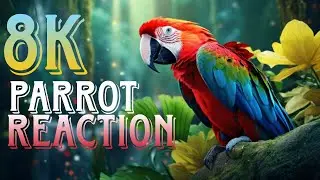 Tropical Birds with biutyfull moments in 4K - Scenic and Relaxation #vairalvideo #funny