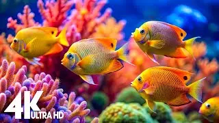 Underwater Wonders 4K - Dive Into the Best Aquarium & Explore Sea Animals in The Best 4K ULTRA HD