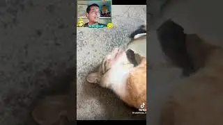Con la miel en los labios  #humor #memes #skipo #recopilacion #tiktok #comedia #reaccion #funny