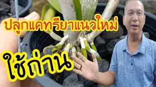 ปลูกแคทรียาแนวใหม่