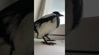 Где Степан?!)) #сорока #Винч #magpie