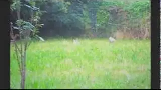My rabbit scoffing at a cat
