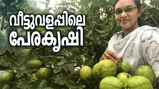വീട്ടുവളപ്പിലെ  പേര കൃഷി / Organic  Guava Fruit Farming