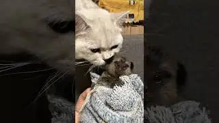 Cats, dogs, pets lover ❤️😀😘 #animals #funny #animallife #cat #cute