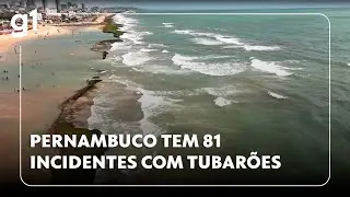 JH: Pernambuco registra 81 incidentes com tubarões; pesquisa está parada desde 2015
