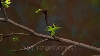 Time Lapse Gum Tree, Leaves Growing From Bud On Branch