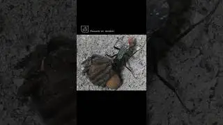 Taruntula hawk wasp burying spider in sandy soil after laying eggs.