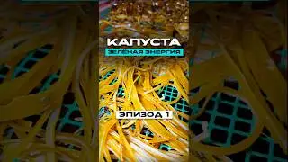 Сахалинская капуста2 сезон, эпизод 1. #сахалин #капуста