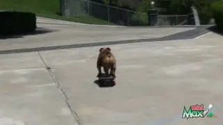 Tank - The Skateboarding Bulldog