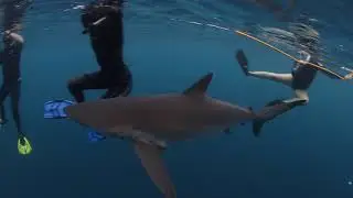 Cabo San Lucas Shark Diving with Baja shark Experience