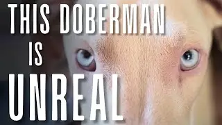 Secrets of the Banned White Doberman: You Won&rsquo;t Believe This Dog!