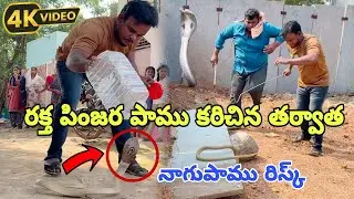 Indian spectacled venomous cobra snake rescue Gonegandla lo {9966333589} WhatsApp