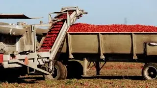 The History of Mechanized Tomato Harvesting | The Henry Ford’s Innovation Nation