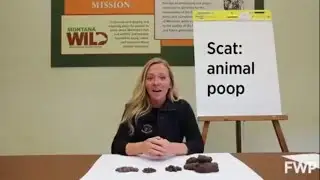 Learning about animal scat