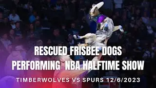 Frisbee Dog Halftime Show at sold out Timberwolves game!
