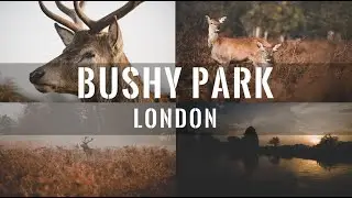 Bushy Park London, Autumn 2020 | SONY a6300 | Zhiyun Crane M
