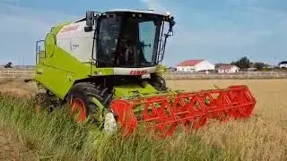 Claas Avero 240 - Oat field