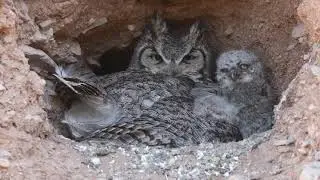 Online Wildlife Tracking and Ecology Training
