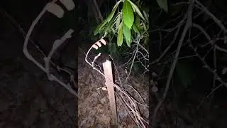 Before Sunrise: Paranormal Investigation at Elkmont Cemetery | Smoky Mountains