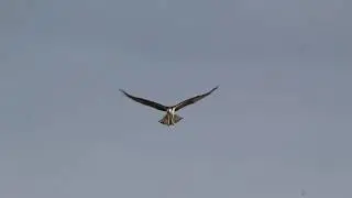Hunting Osprey Hoverers ~30 seconds