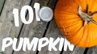 ORANGE sugar from america, what are pumpkins?