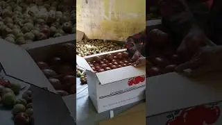 packing apple box ll #appleorchard #appleharvest #viral