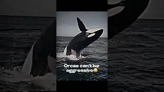 thank god they dont attack humans💀 #orcas #orca #animalsoftiktok #animal #edit #oceananimals