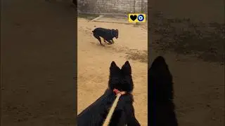 Black German V/S Doberman 🔥 #dogshorts #germanshepherd #gsdofinstagram #doberman #dogoargentino #dog