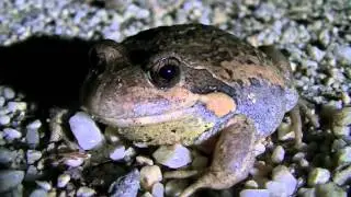 Australian Pobblebonk (Banjo) Frog HD
