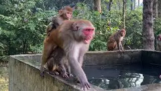 Winter days in monkey forest ! Witness the Fascinating Lifestyle of a Primate Colony.🌿💚🐒🍌