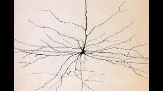 W. Bialek - Towards a renormalization group for networks of neurons