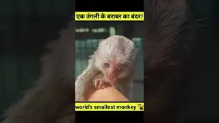 OMG finger ke size kaa cute monkey 🐒#shorts  #spfacts&motivation