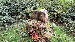 Озеро Эбни. Baden-Württemberg.