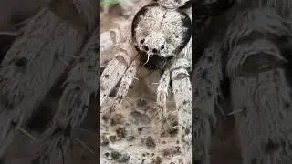 Beautiful observation of 2 tailed spider Hersilia savignyi#highlights#nature #spiderspecies#viral