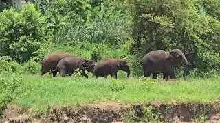 Elephants Show What True Family Means - ElephantNews